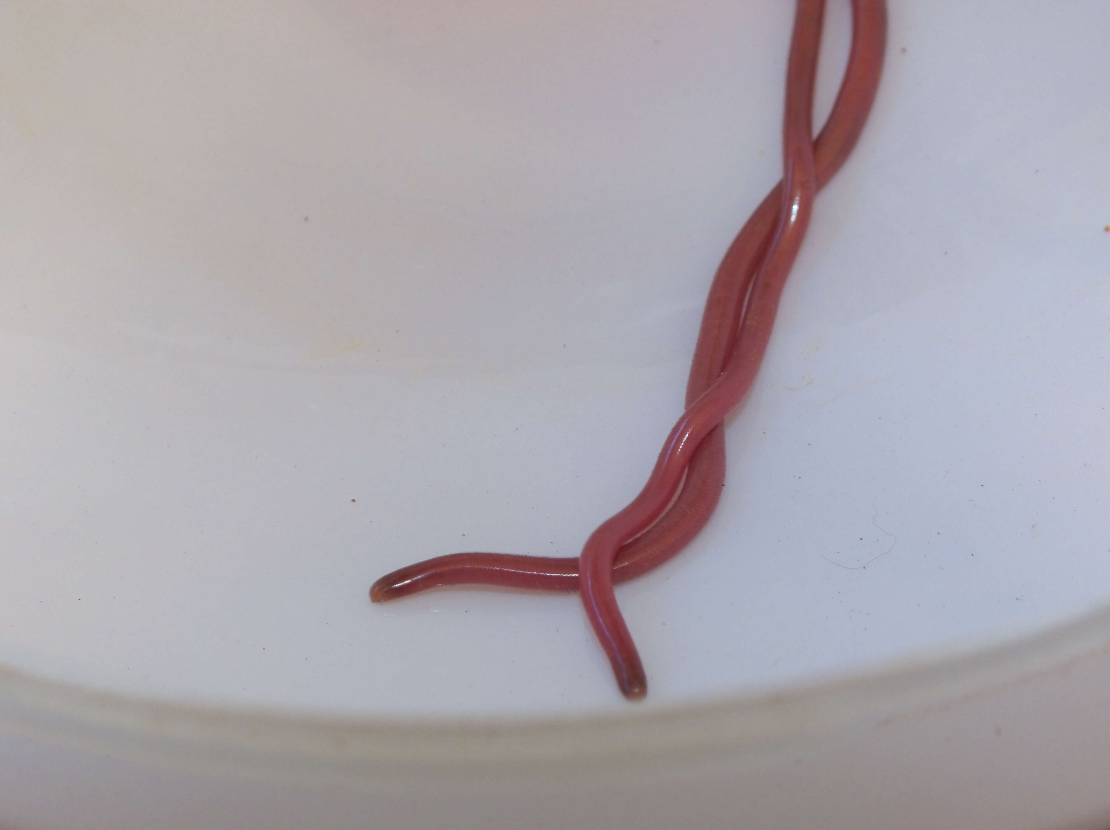 Image of long-beaked Blind Snake