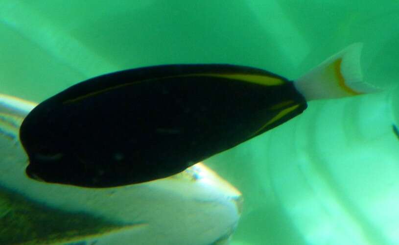 Image of Black Surgeonfish