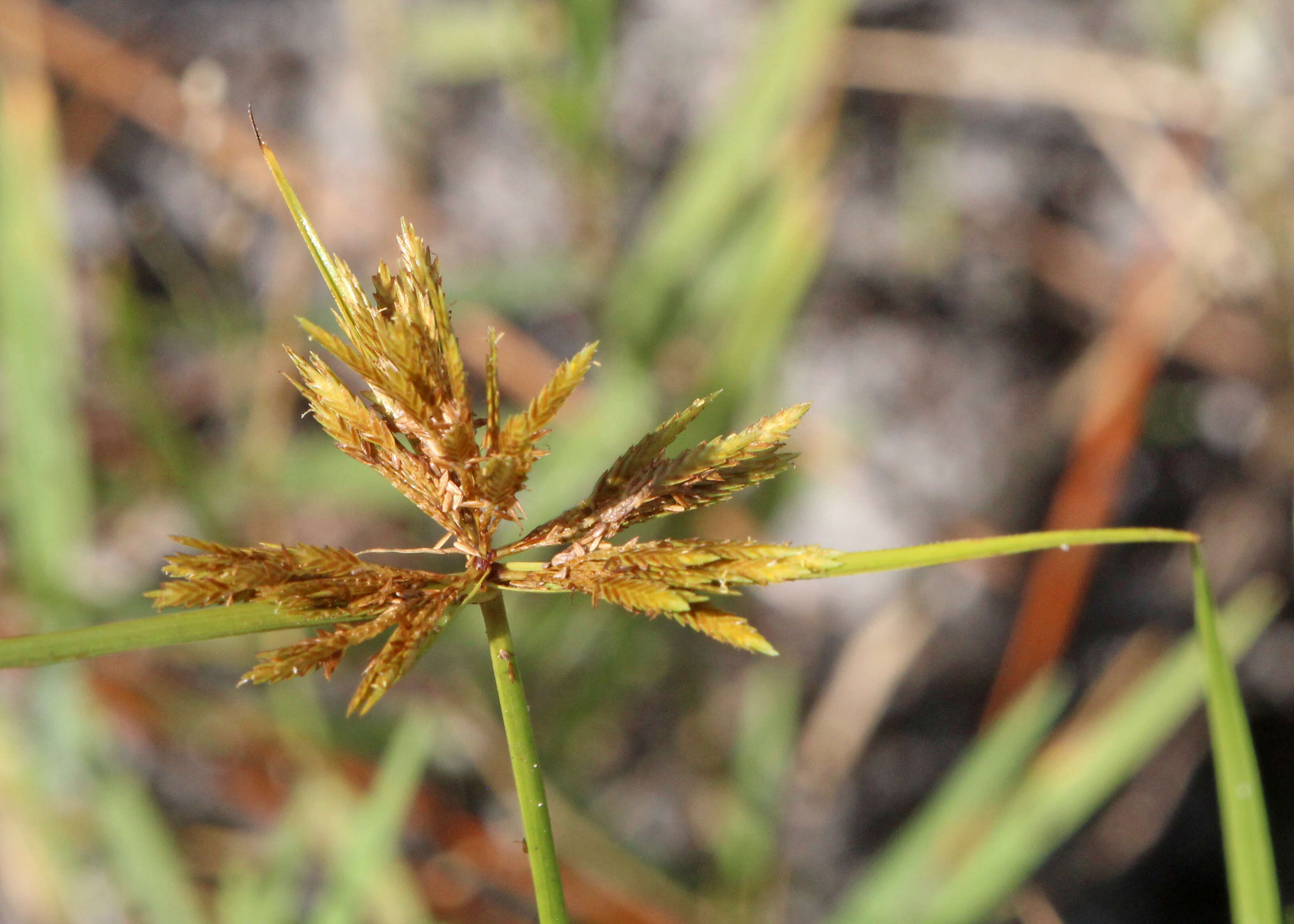 Image of manyspike flatsedge