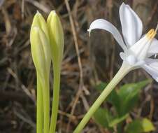 Image of Pancratium parvum Dalzell