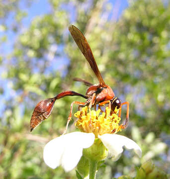 Image of Potter wasp