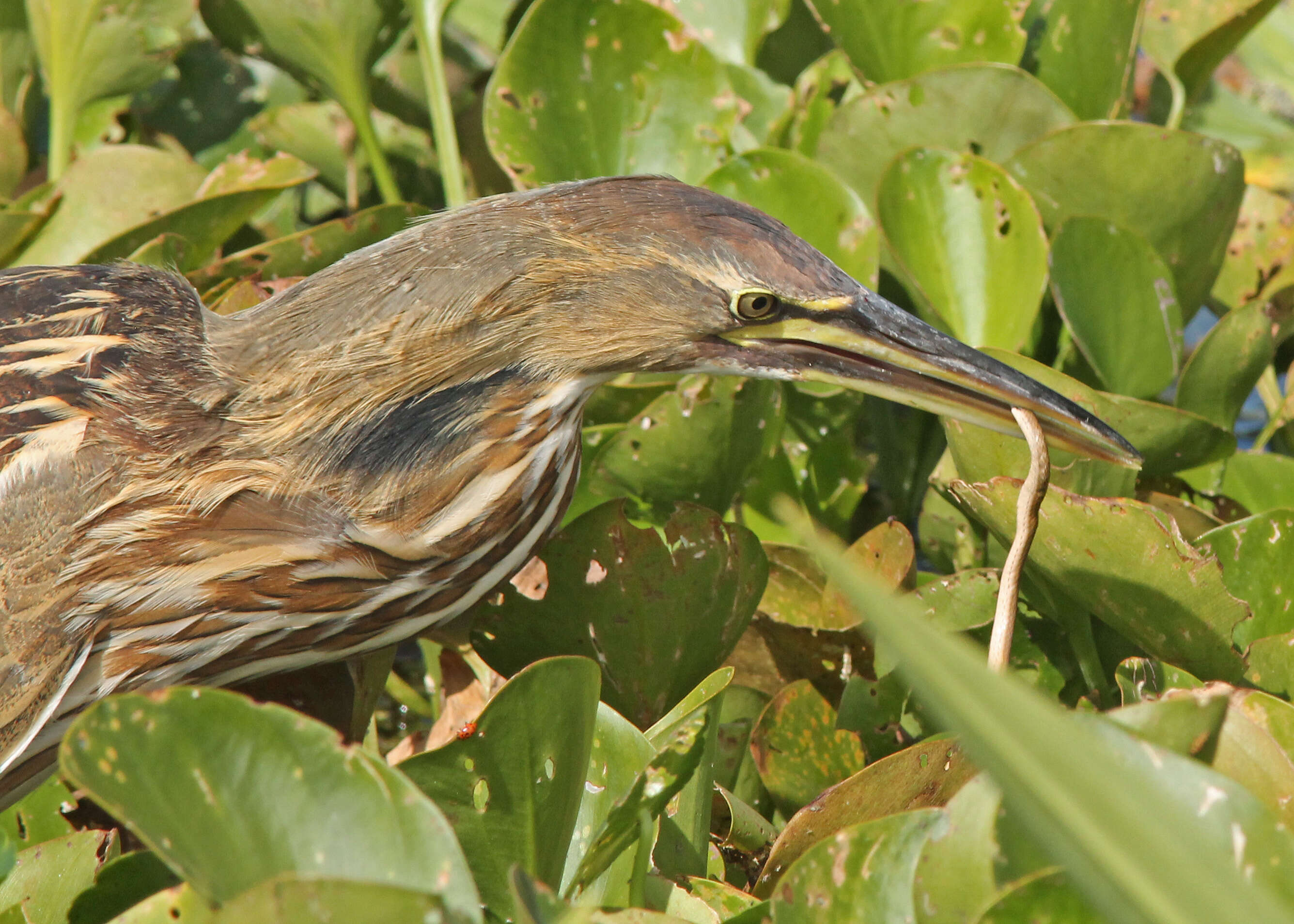 Image of Florida brown snake