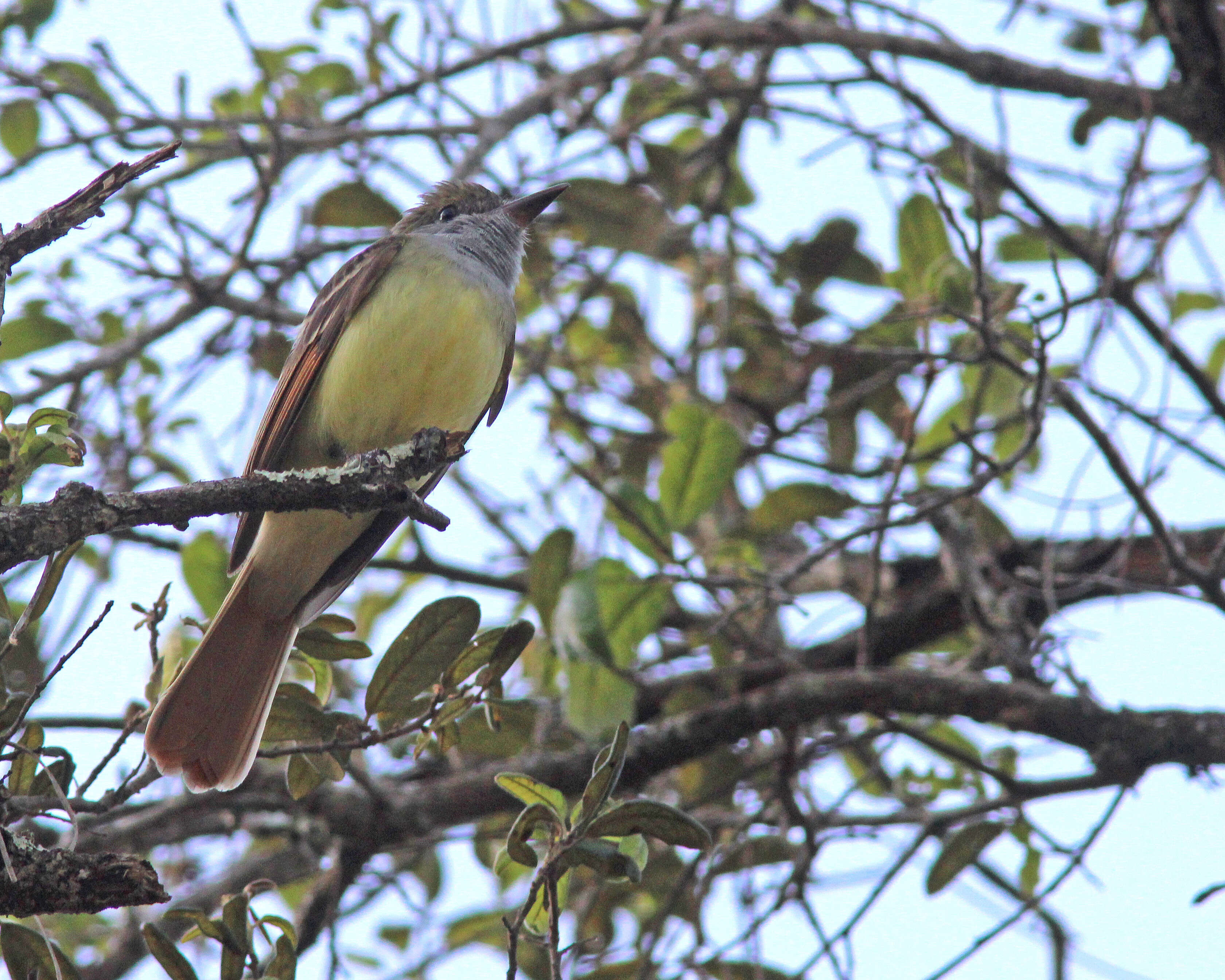 Image of Great Crested Flycatcher