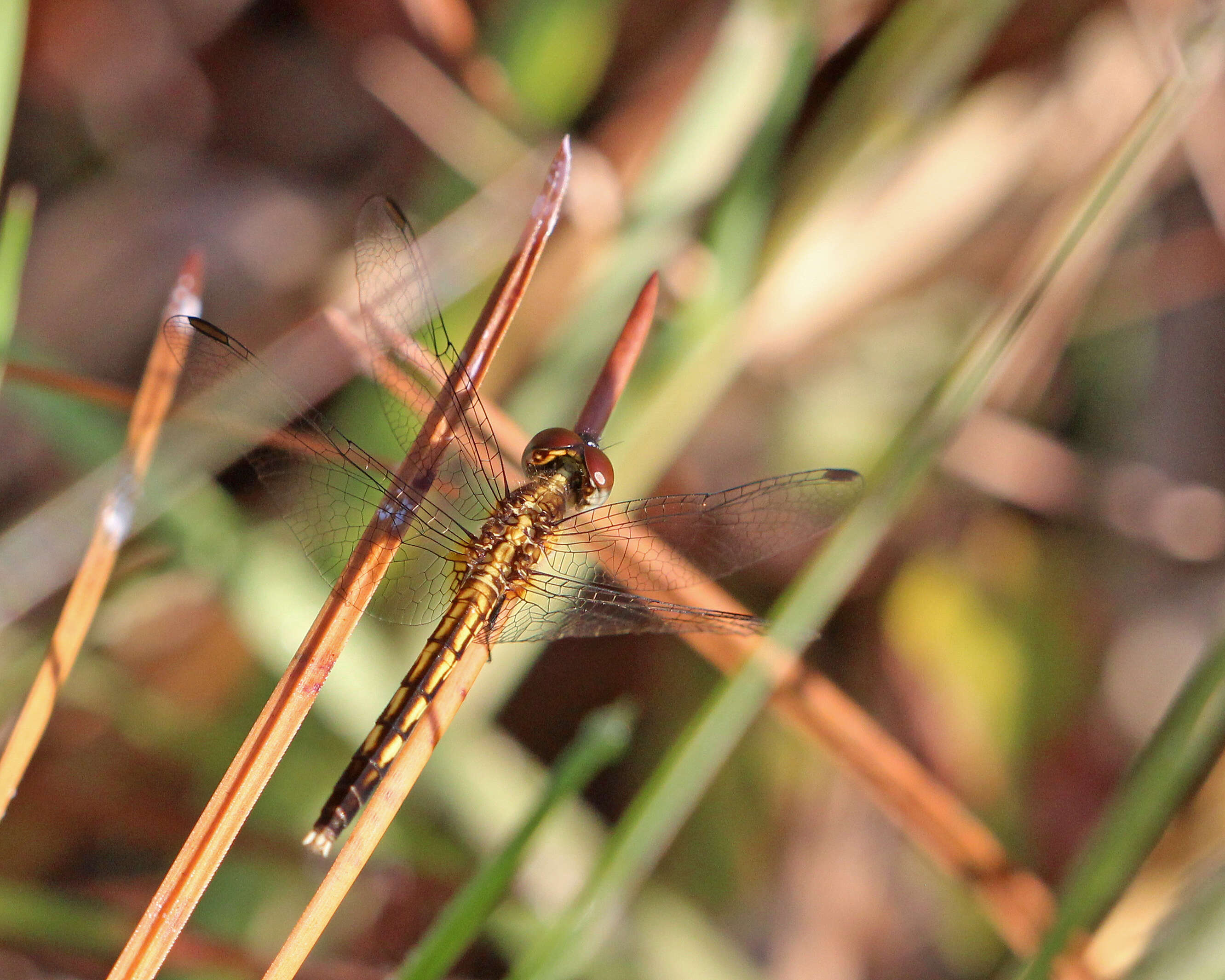 Image of Little Blue Dragonlet