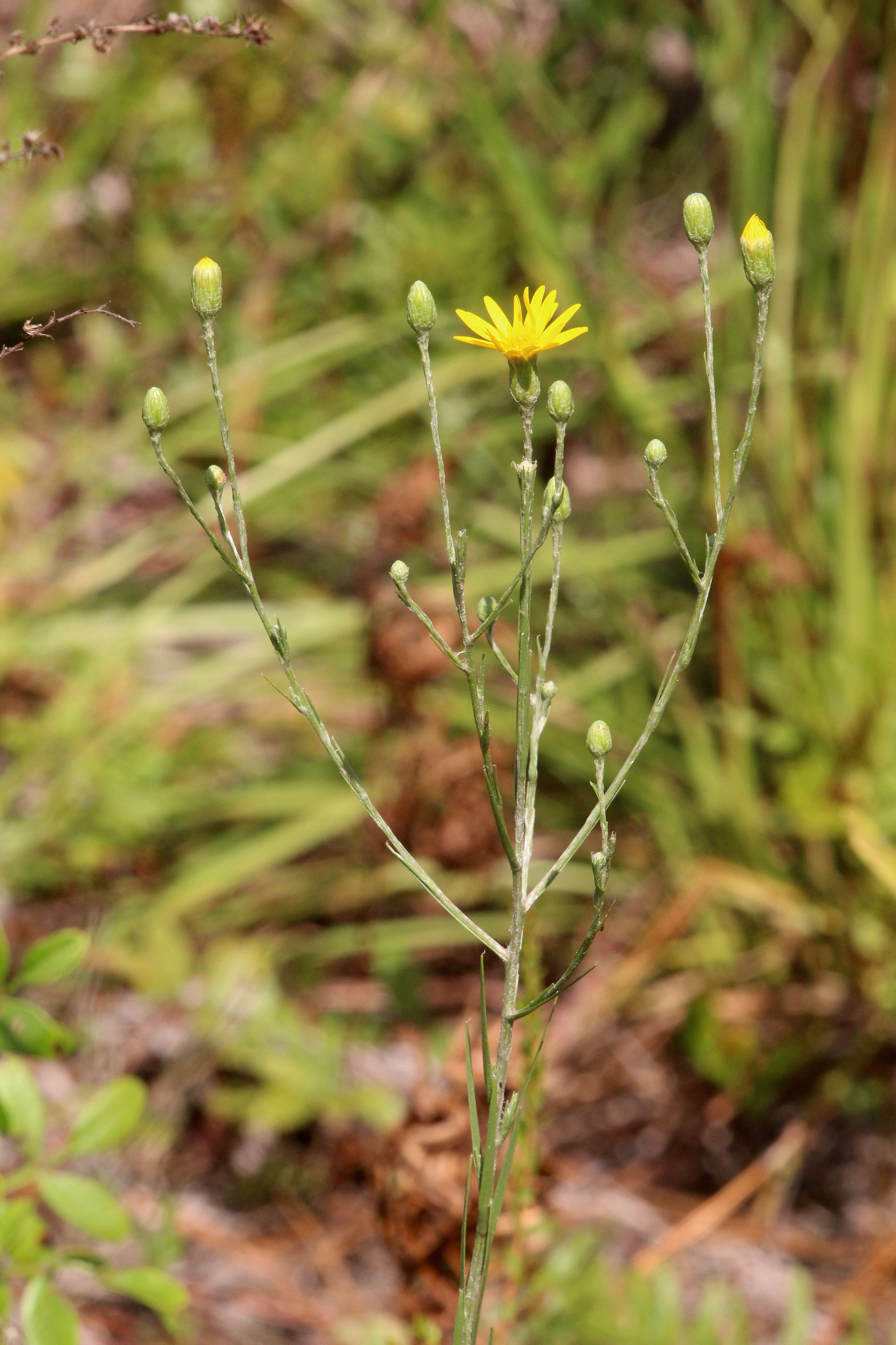 Image de Pityopsis graminifolia (Michx.) Nutt.