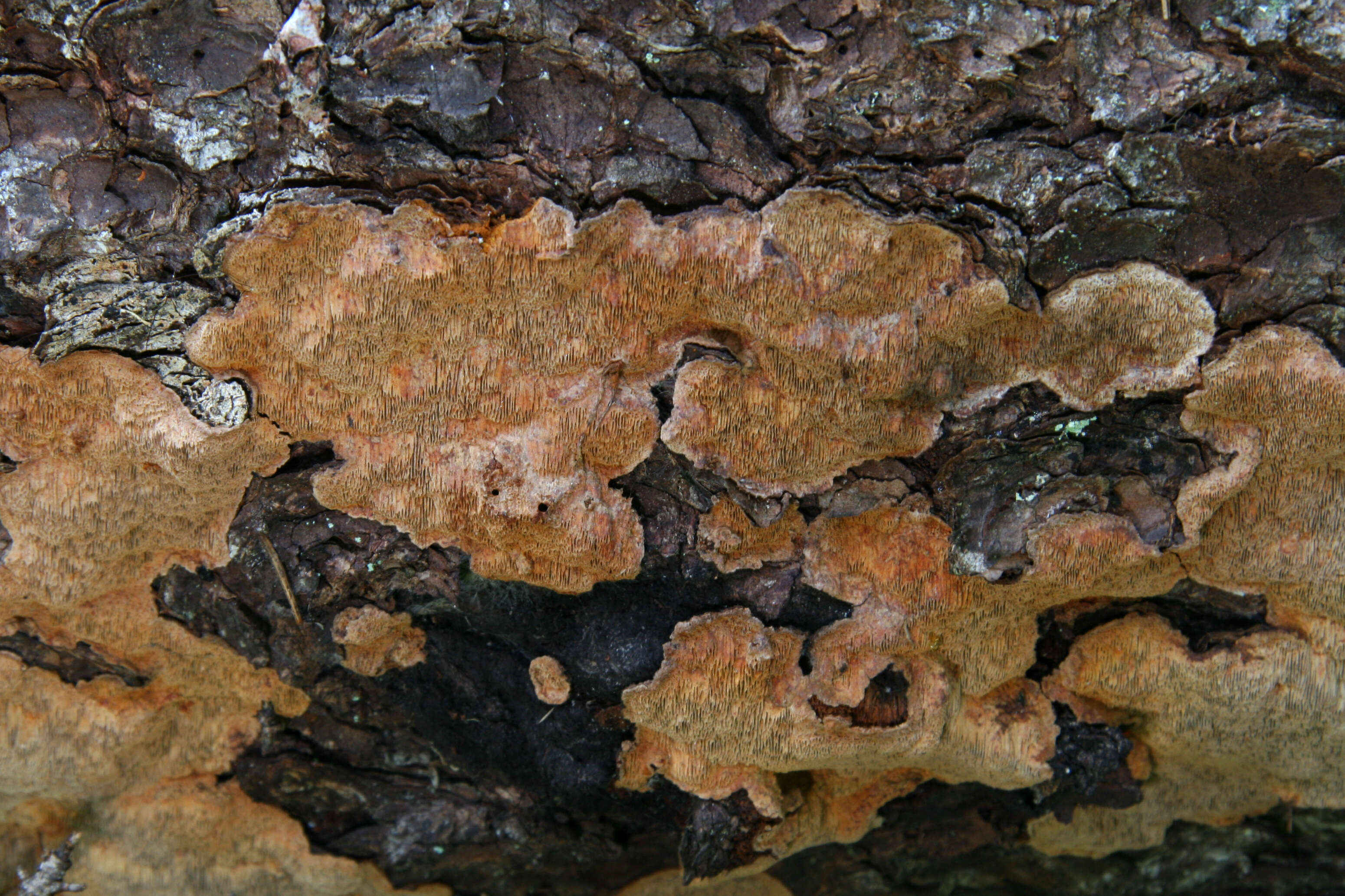 Image of Phellinus chrysoloma (Fr.) Donk 1971