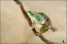 Image of Parsley Frog