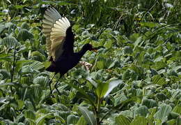 Image of Wattled Jacana