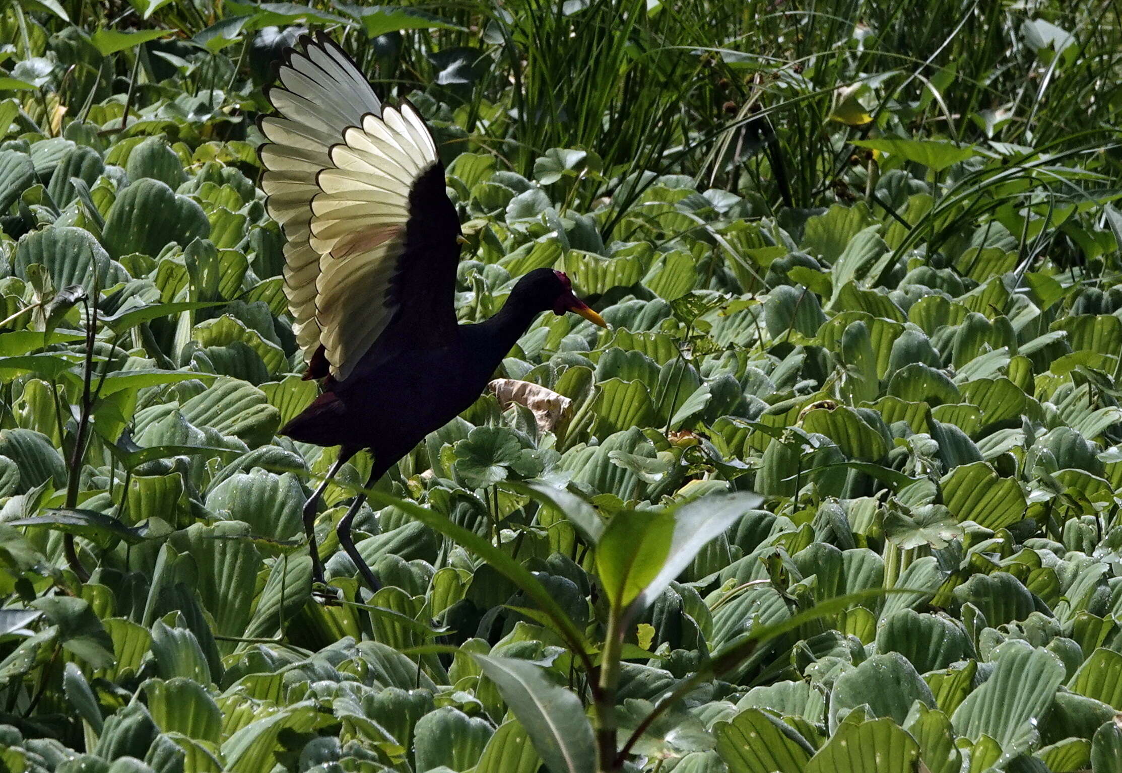 Imagem de Jacana jacana (Linnaeus 1766)