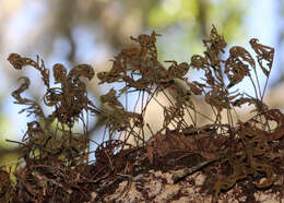 Image de Pleopeltis michauxiana (Weath.) Hickey & Sprunt