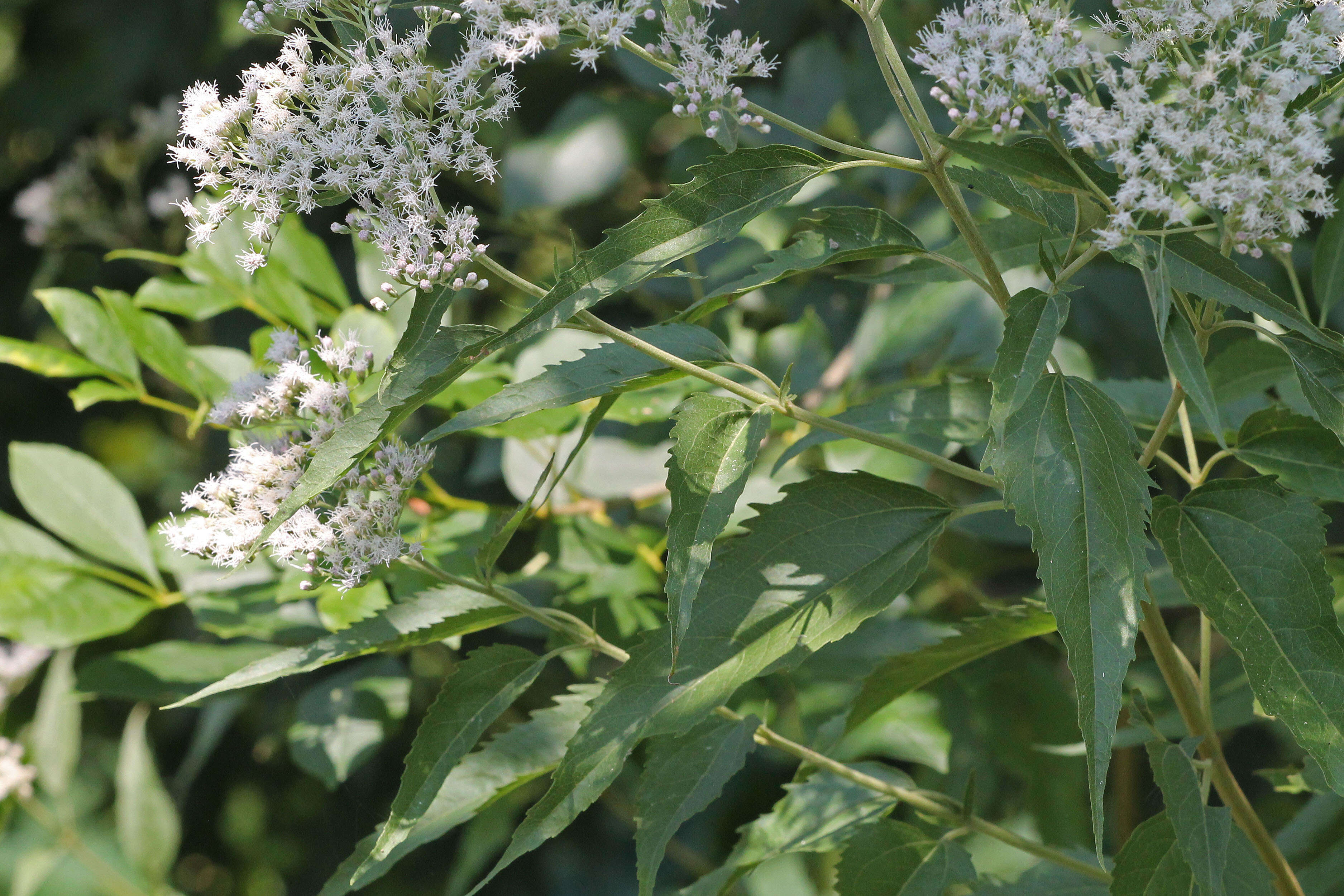 Image of lateflowering thoroughwort