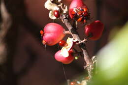 Image of Gymnosporia wightiana (Babu) R. S. Rao