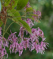 Image of Chionanthus pubescens Kunth