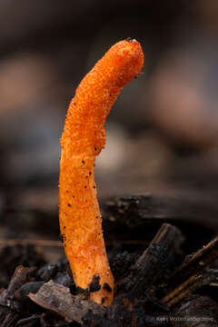 Image of Cordyceps militaris (L.) Fr. 1818