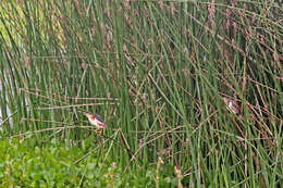 Image of Least Bittern