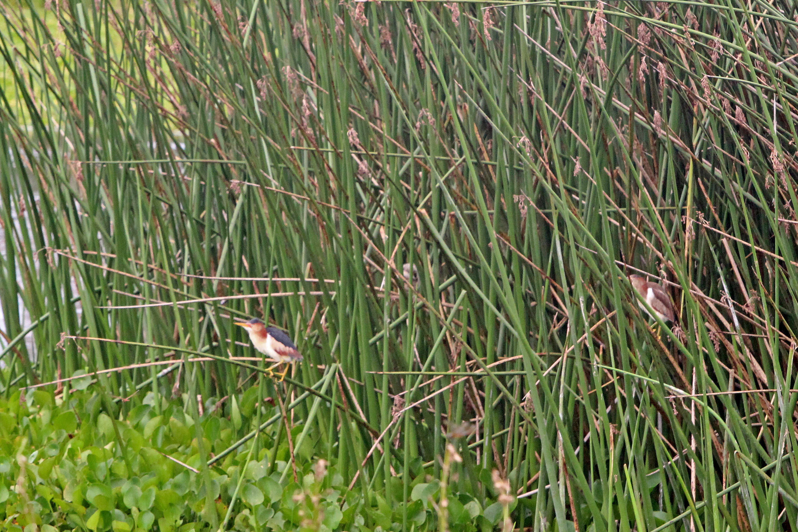 Image of Least Bittern