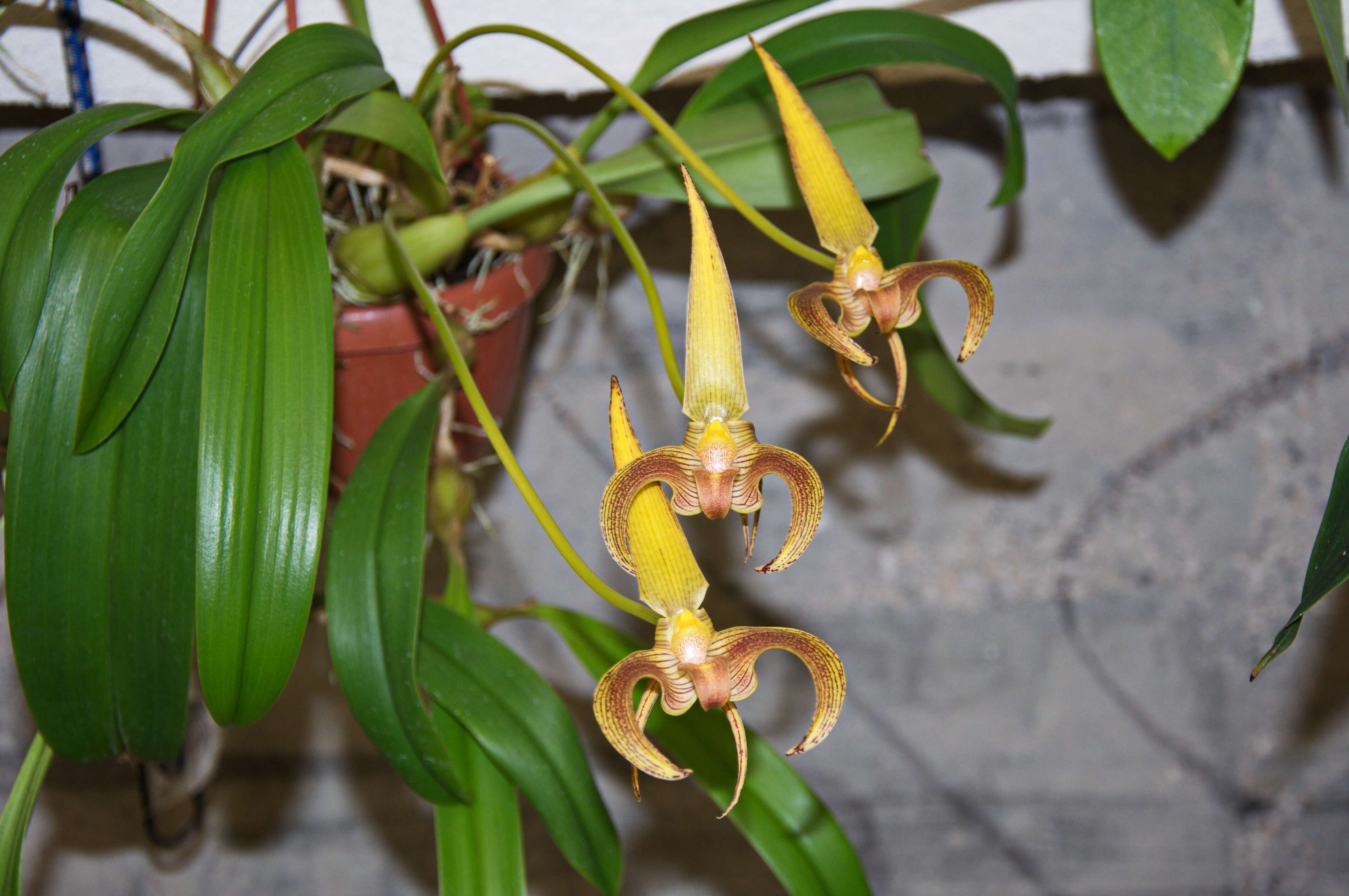 Image de Bulbophyllum lobbii Lindl.