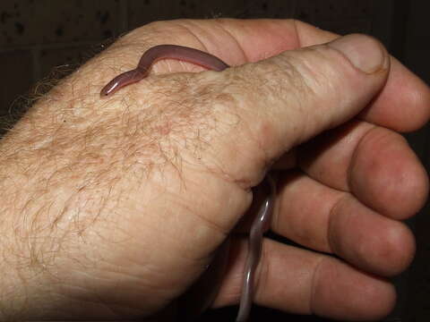 Image of long-beaked Blind Snake