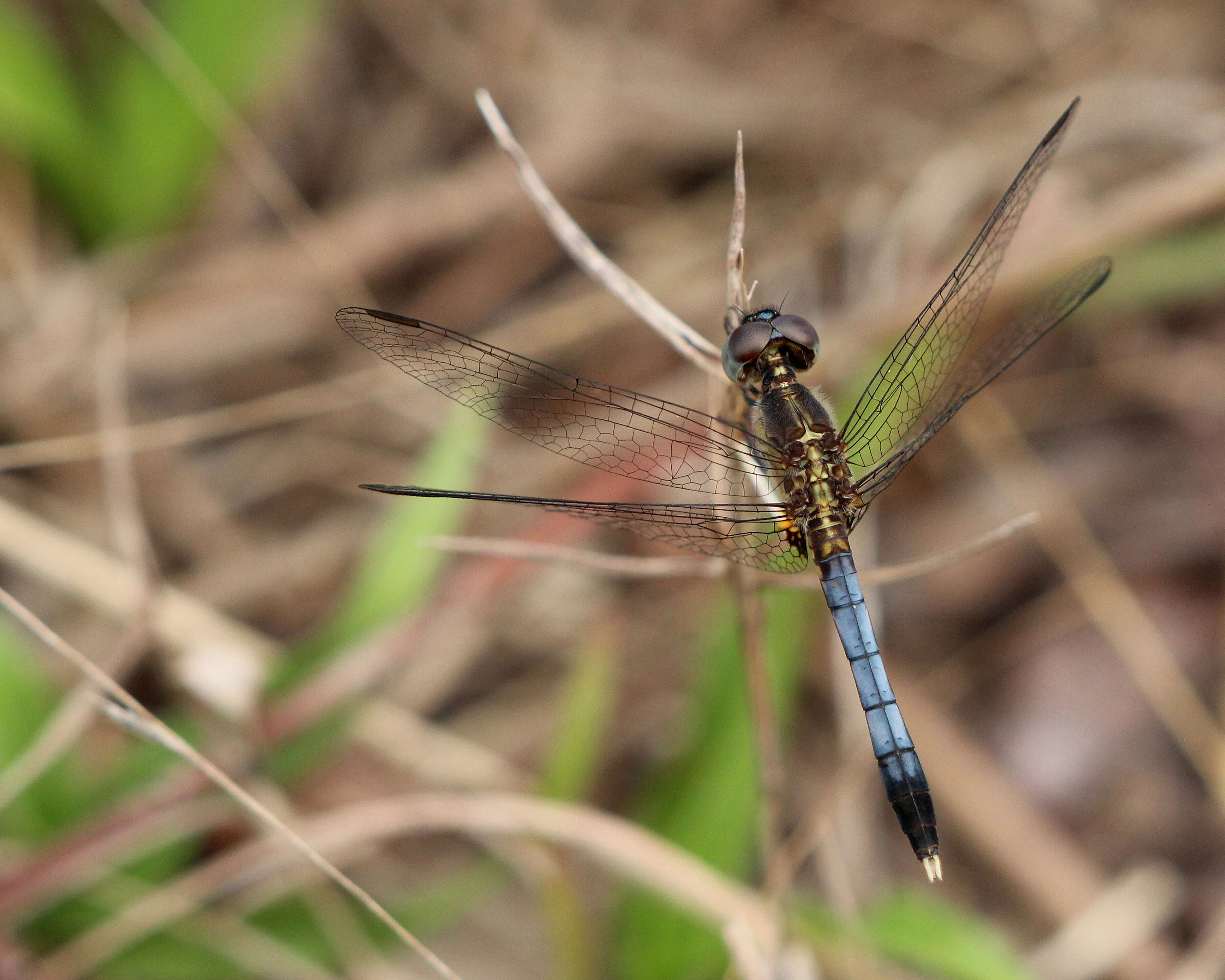 Image of Little Blue Dragonlet