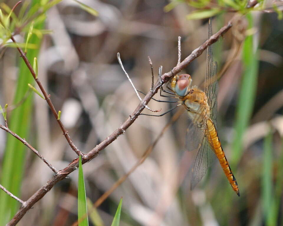 Image of Rainpool Gliders