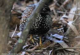 Turnix melanogaster (Gould 1837) resmi