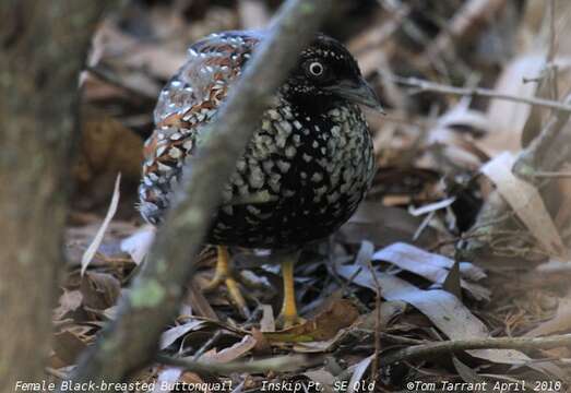 Image of Black-breasted Button-quail