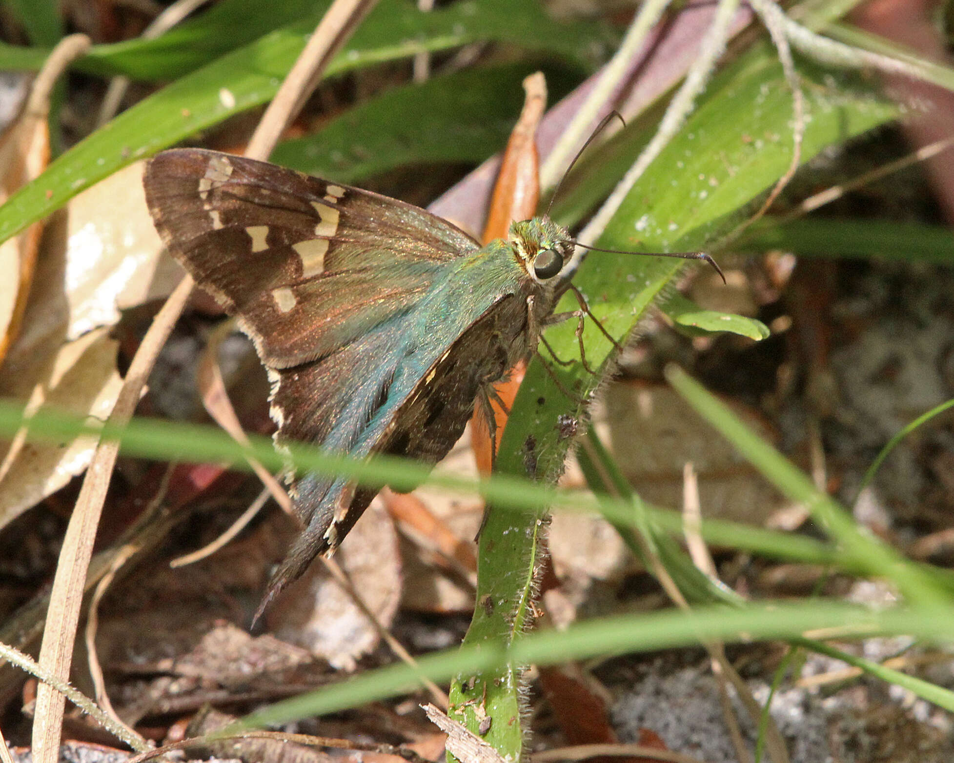 Image of Long-tailed Skipper