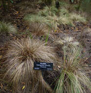 Sivun Calamagrostis intermedia (J. Presl) Steud. kuva