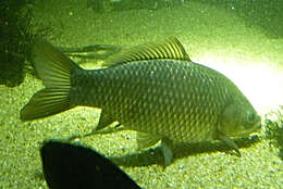 Image of Gibel carp