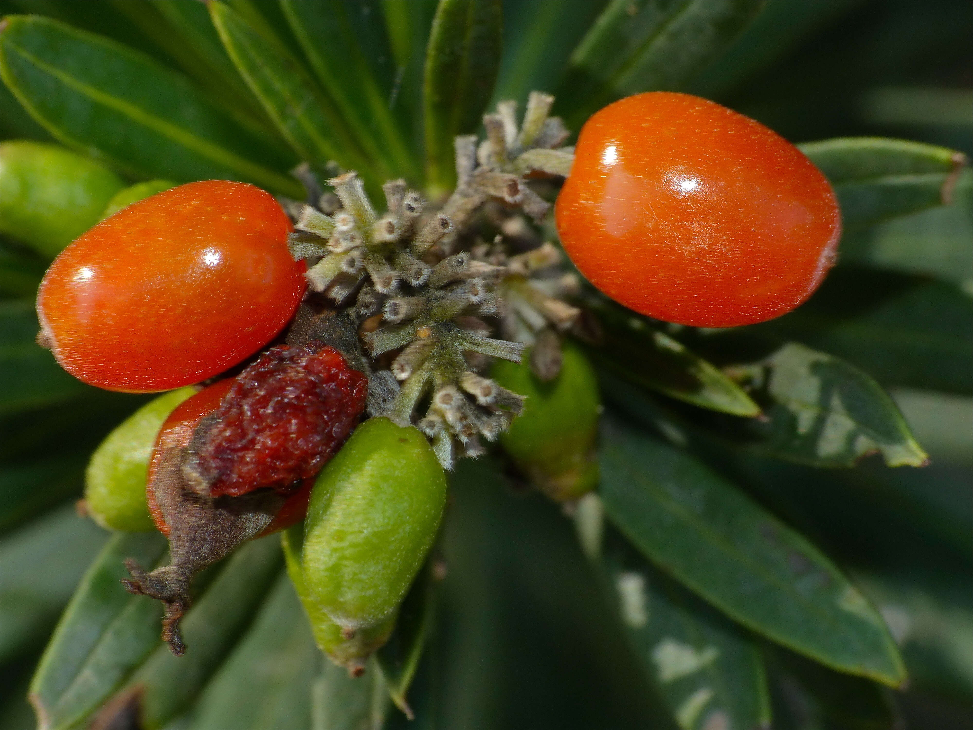 Image of Flax-Leaved Daphne