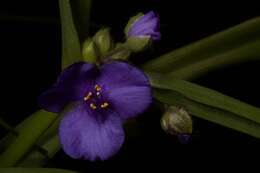 Image of Virginia spiderwort