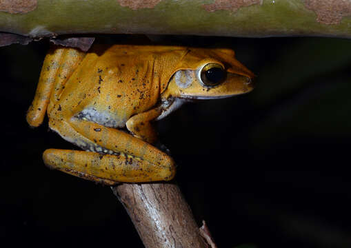 Image of Hong Kong Whipping Frog