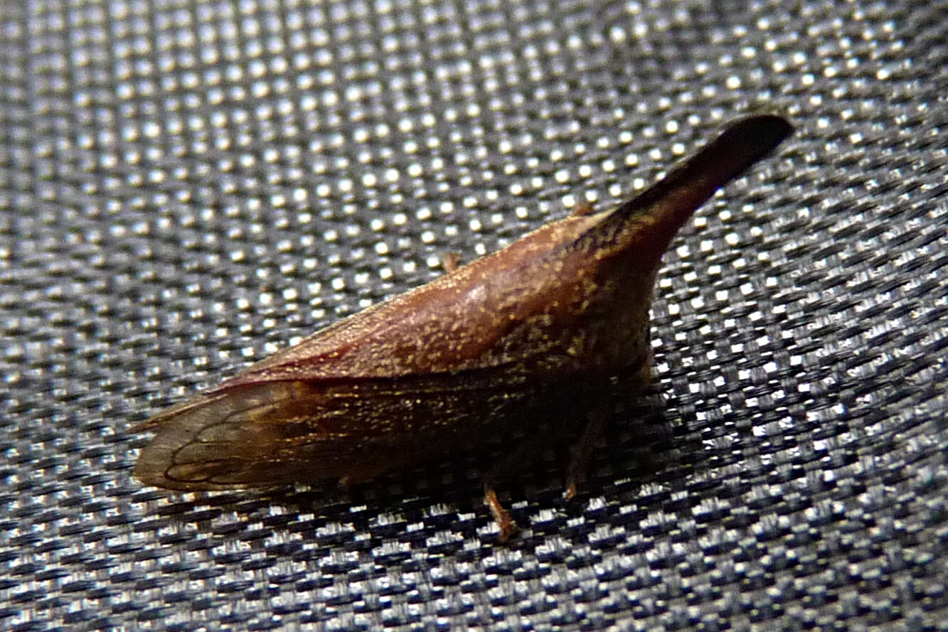 Image of Lantana Treehopper