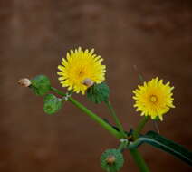 Plancia ëd Sonchus oleraceus L.