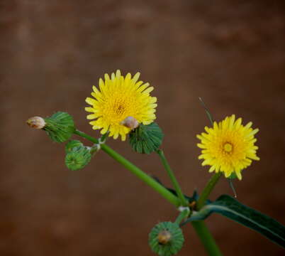 Plancia ëd Sonchus oleraceus L.