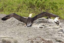 Image of Waved Albatross