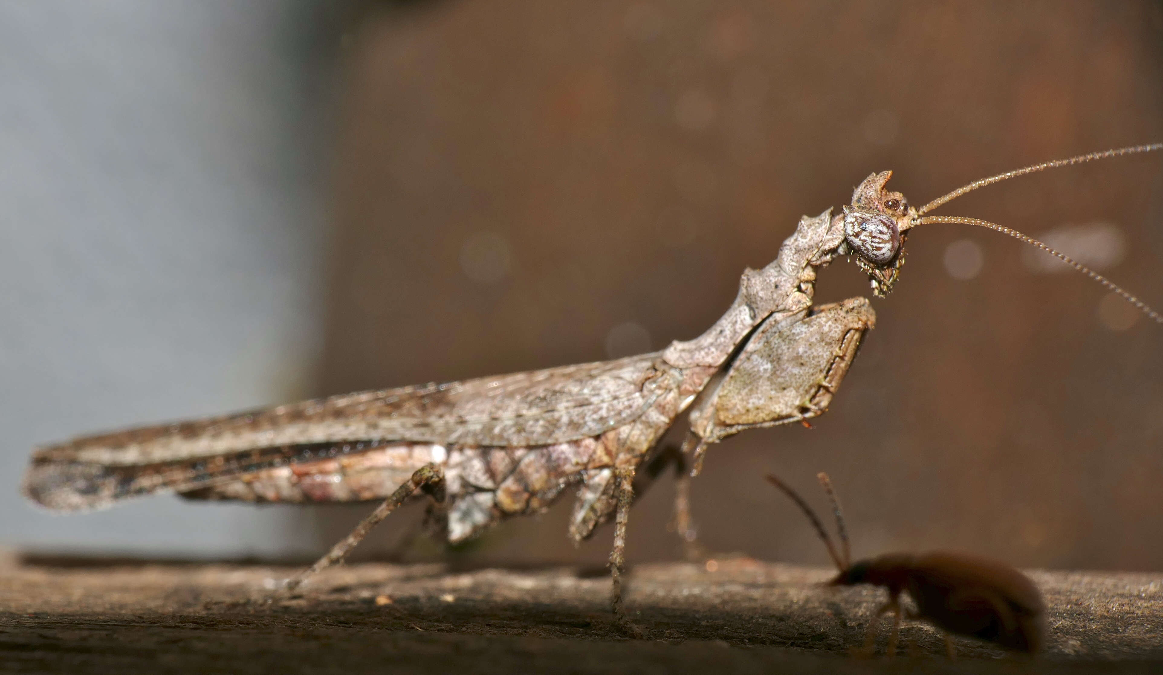 Plancia ëd Oxypiloidea (Oxypiloidea) tridens Saussure 1872