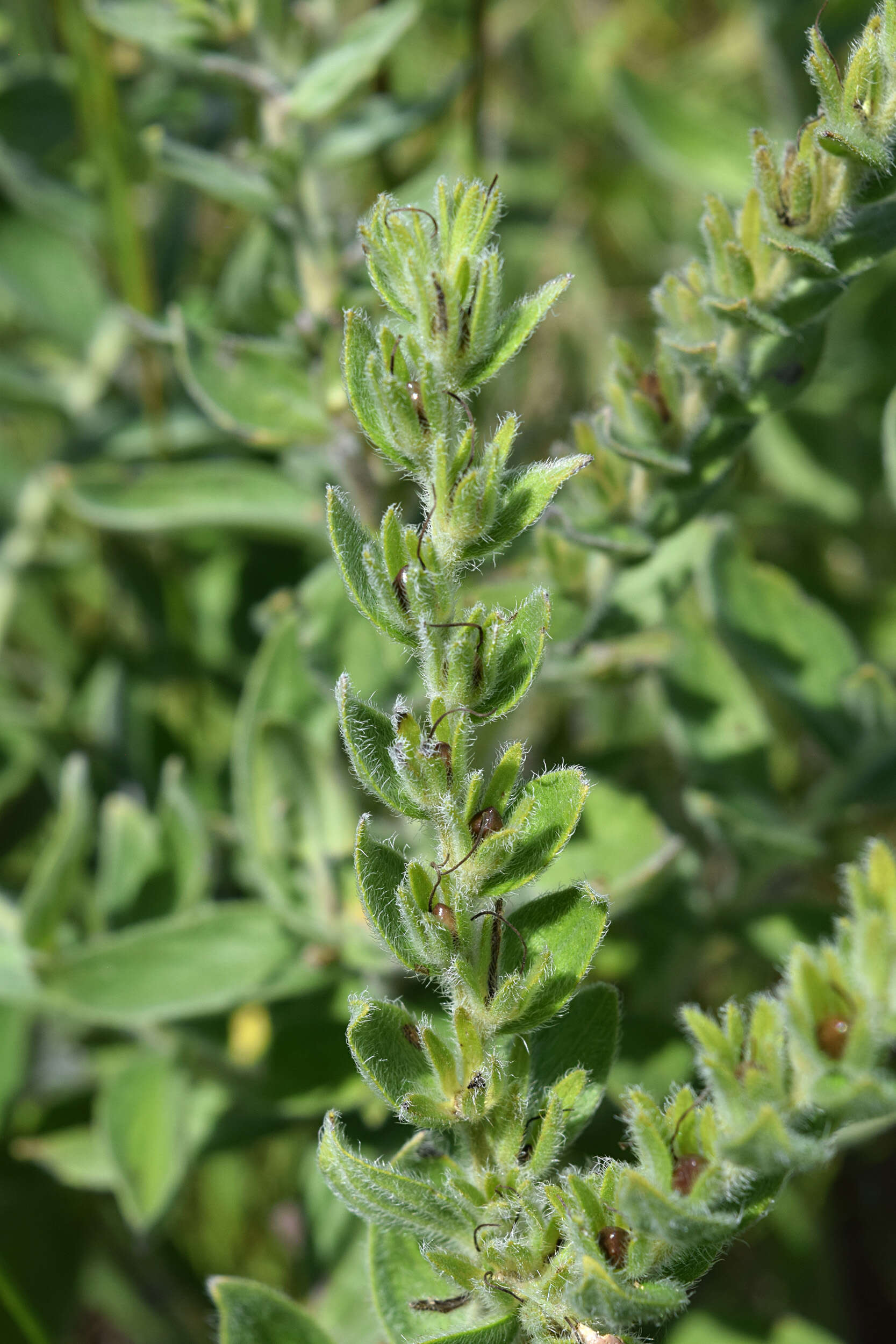 Image of soft-hair marbleseed