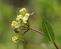 Imagem de Asclepias connivens Baldw. ex Ell.