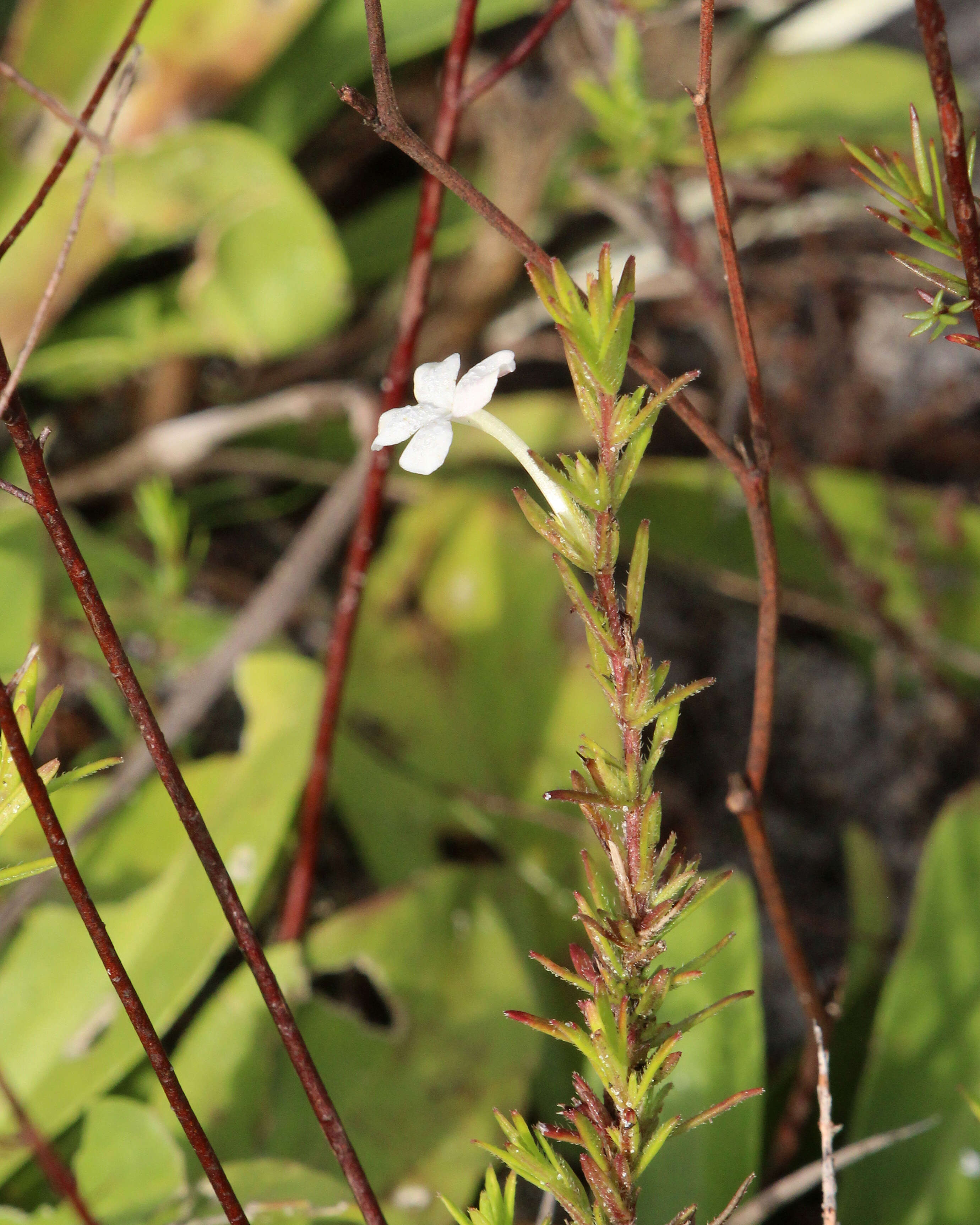 Image of Rough False Hedge-Nettle