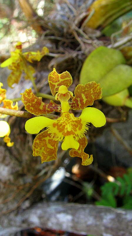 Слика од Gomesa ciliata (Lindl.) M. W. Chase & N. H. Williams