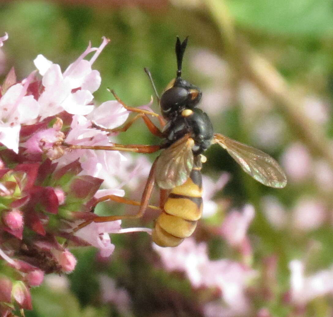 Image de Conops quadrifasciatus De Geer 1776