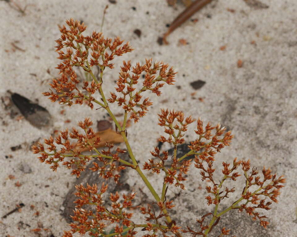 Paronychia rugelii (Chapm.) Shuttlew. ex Chapm.的圖片