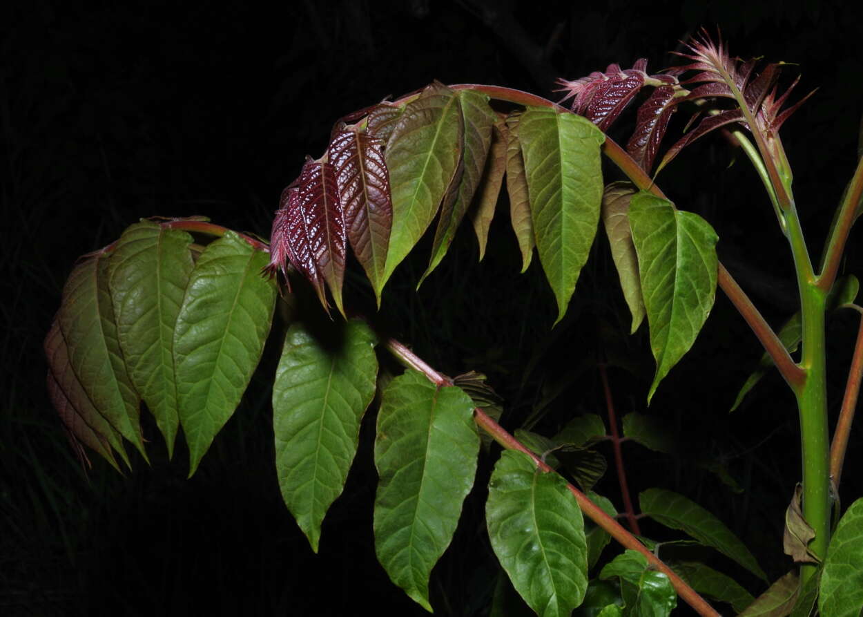 Image of tree-of-heaven