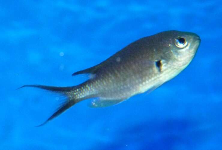 Image of Scissortail damselfish