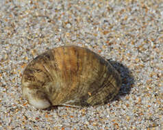 Crepidula fornicata (Linnaeus 1758) resmi