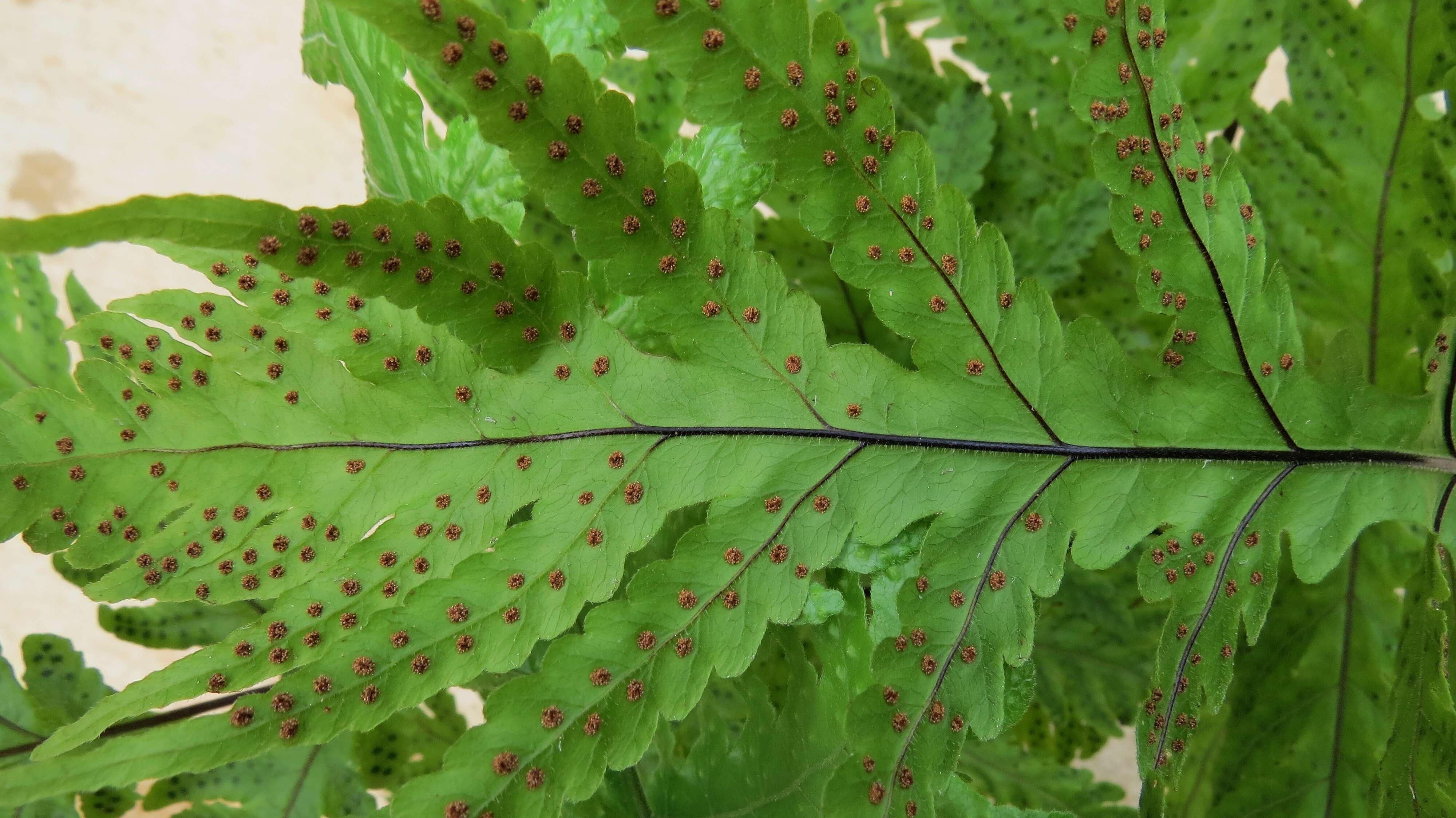 Image de Tectaria gaudichaudii (Mett.) Maxon