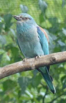 Image of European Roller