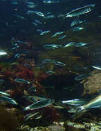 Image of Atlantic Herring