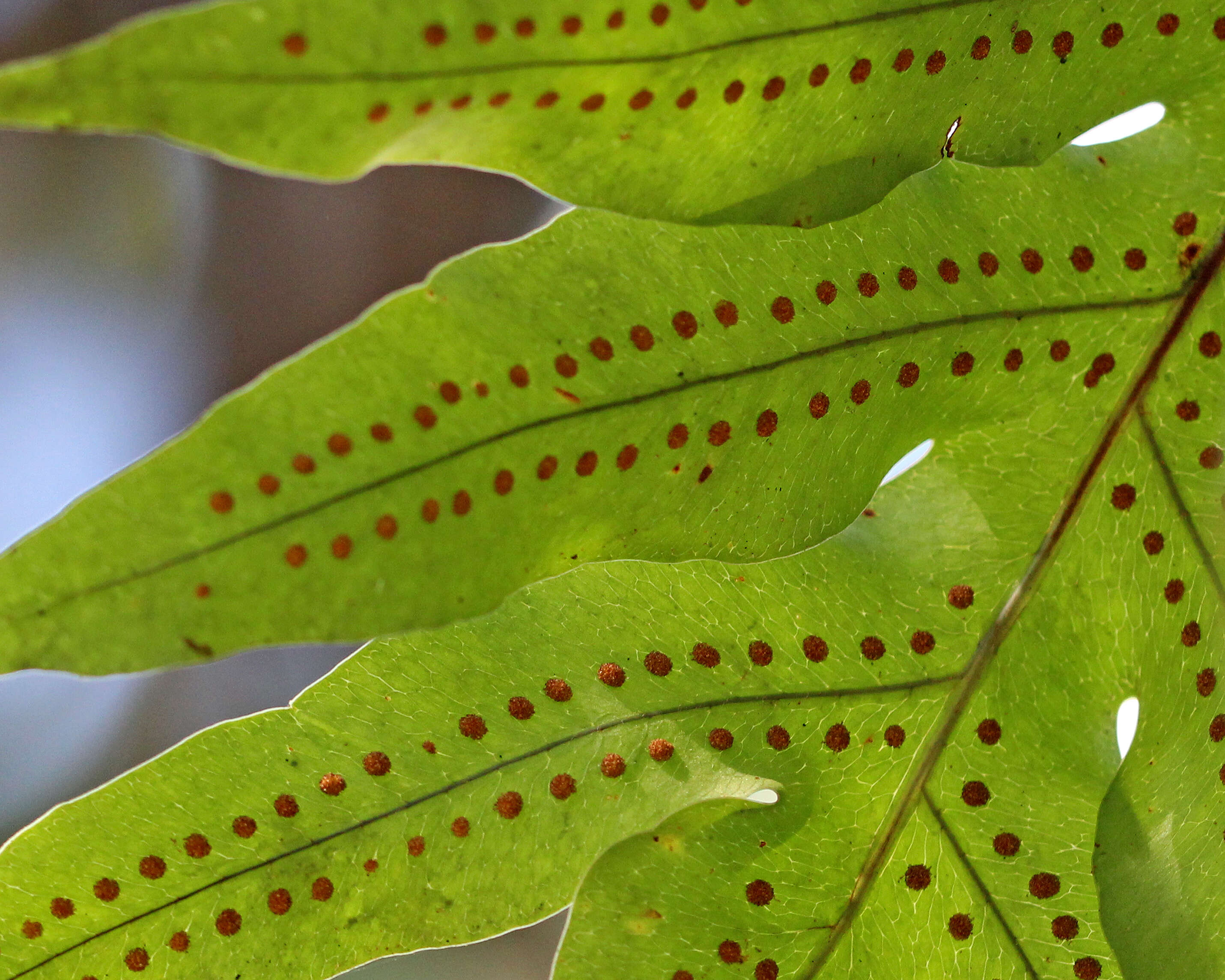 Image of golden polypody